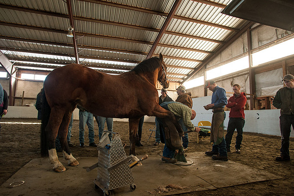 Farriers_TCD5419