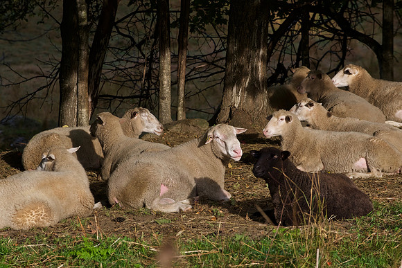 A herd of sheep bask in the early morning sun on Brook St in Rochester.