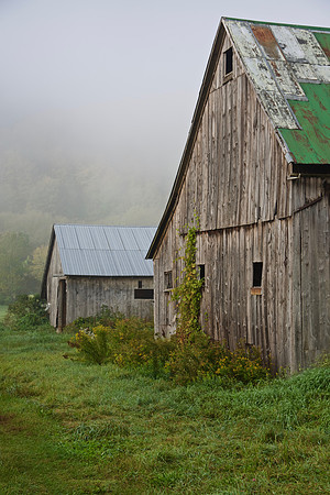 Old barns stand like sentinels as early morning fog lifts on rte 100 just north of Rochester.